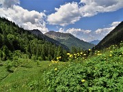 61 Trollius europaeus (Botton d'oro), distese nei prati della Casera Mezzeno (1598 m) 